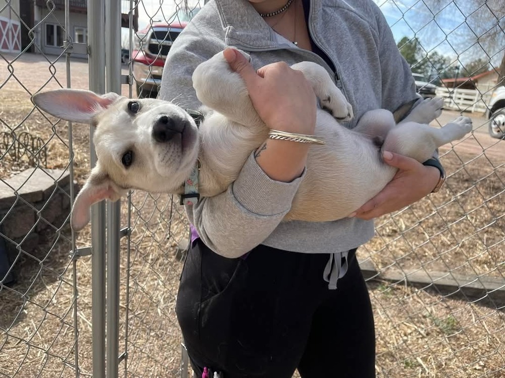 Ace, an adoptable Labrador Retriever, Shepherd in Cortez, CO, 81321 | Photo Image 4