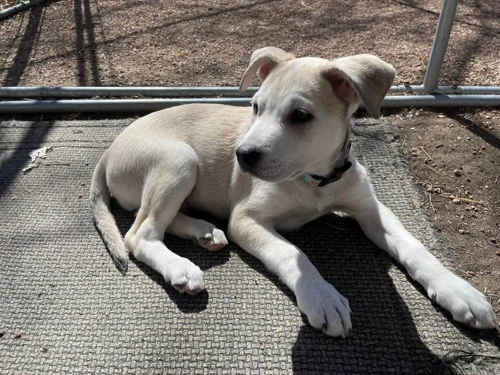 Ace, an adoptable Labrador Retriever, Shepherd in Cortez, CO, 81321 | Photo Image 6