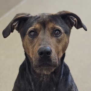 Jenny, Adult Female Mixed Breed