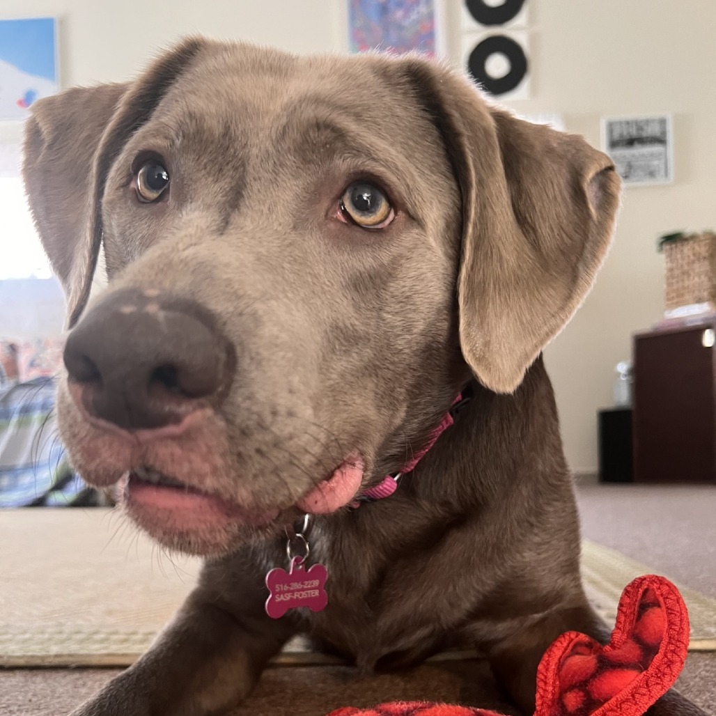 Gracie