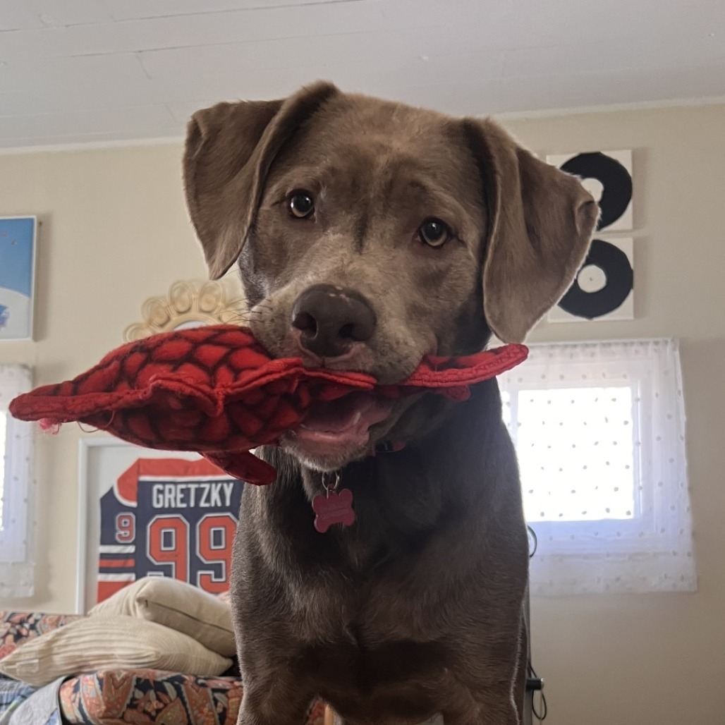 Gracie