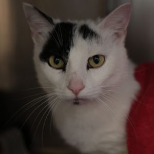 Enzo Domestic Short Hair Cat