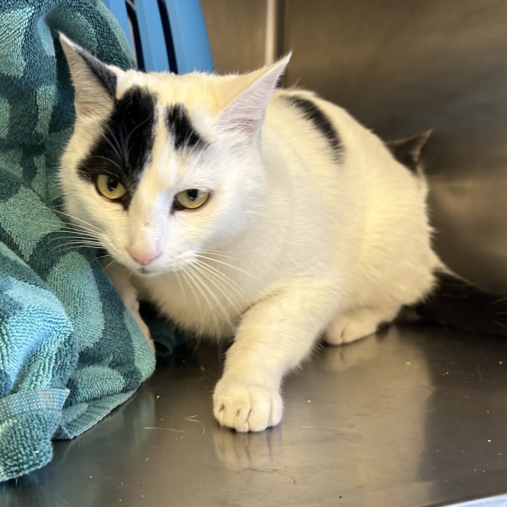 Enzo, an adoptable Domestic Short Hair in Santa Barbara, CA, 93111 | Photo Image 2