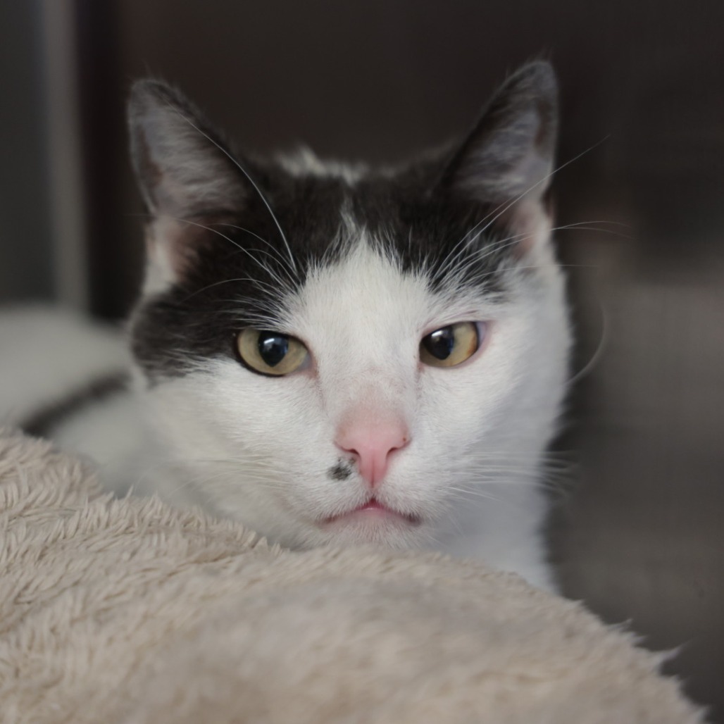 Gregaro, an adoptable Domestic Short Hair in Santa Barbara, CA, 93111 | Photo Image 1