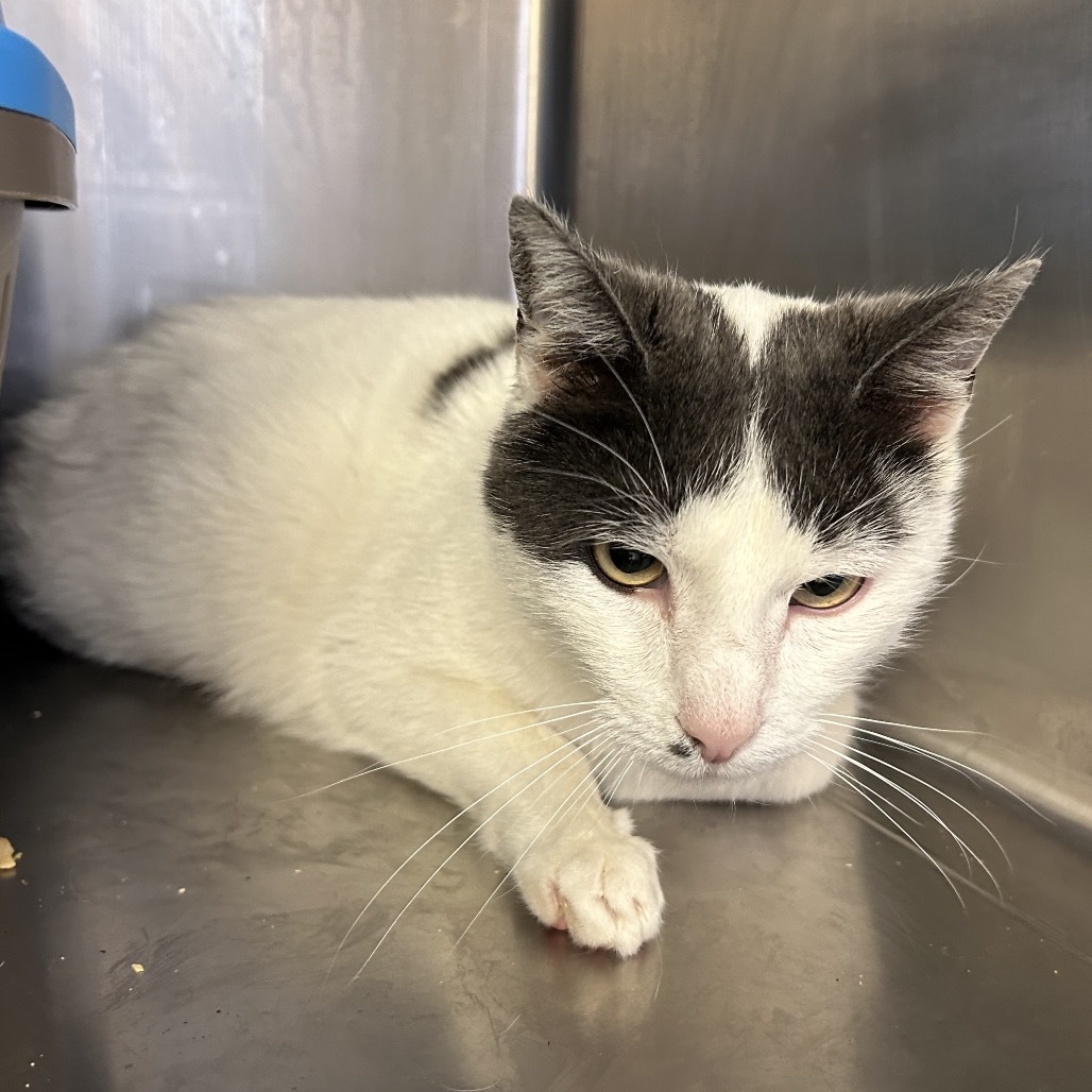 Gregaro, an adoptable Domestic Short Hair in Santa Barbara, CA, 93111 | Photo Image 2