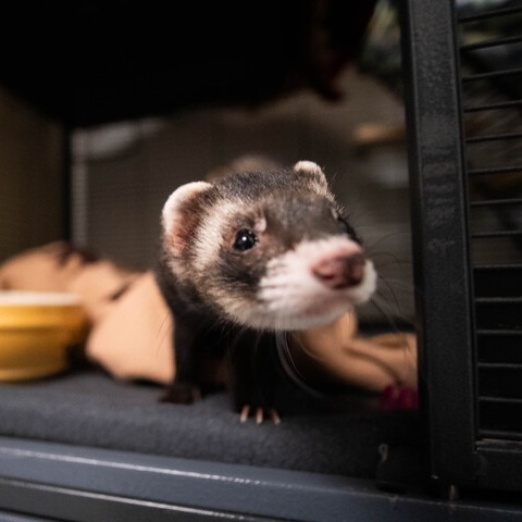 Kona