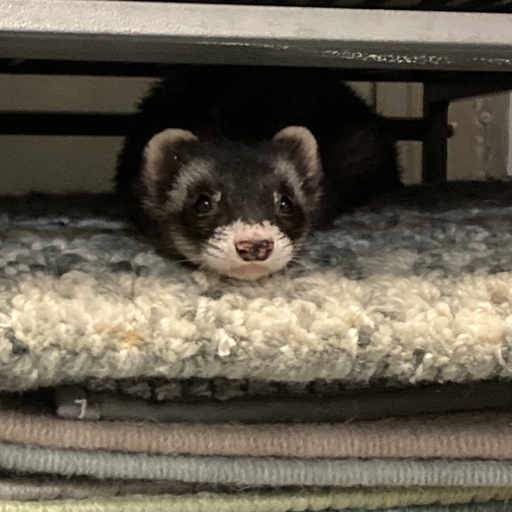Kona