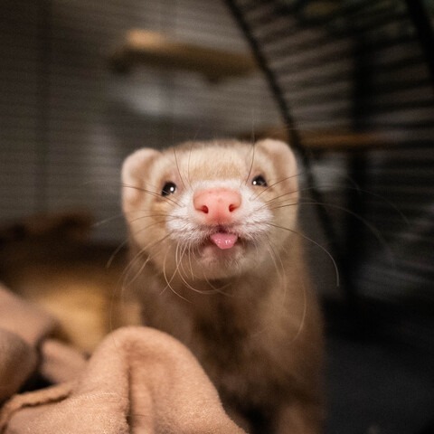 Houdini