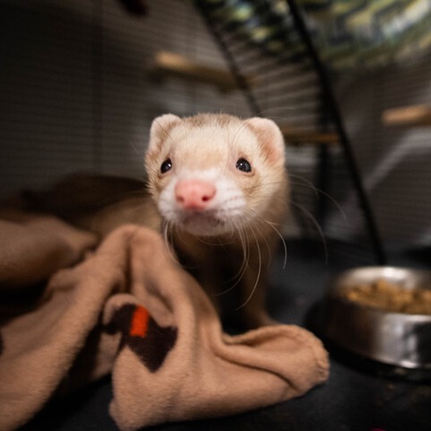 Houdini