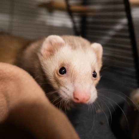 Houdini