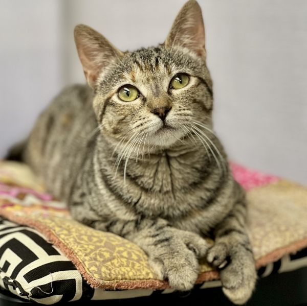 Pet Photo
