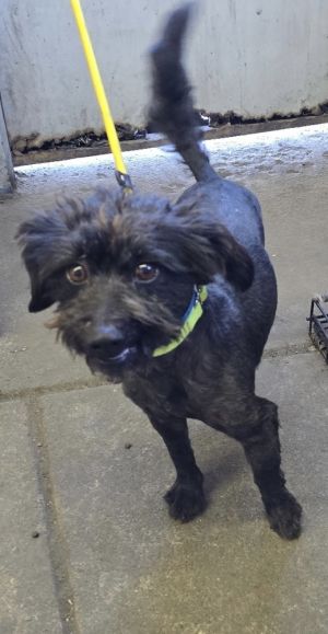 Pineapple, Young Male Schnauzer