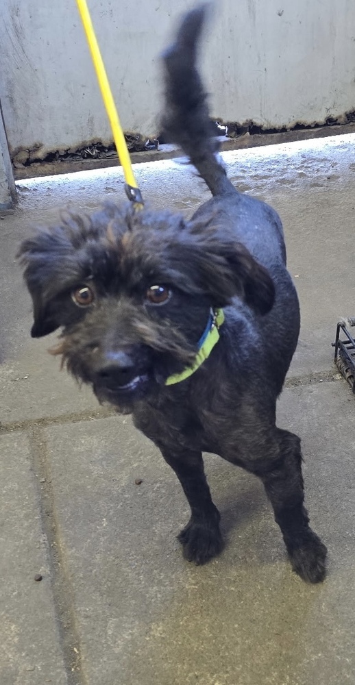 Pineapple (bonded with Pear), an adoptable Schnauzer, Terrier in Herriman, UT, 84096 | Photo Image 1