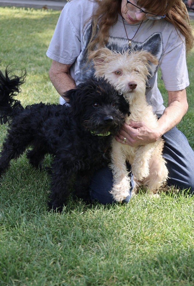 Pineapple (bonded with Pear), an adoptable Schnauzer, Terrier in Herriman, UT, 84096 | Photo Image 2