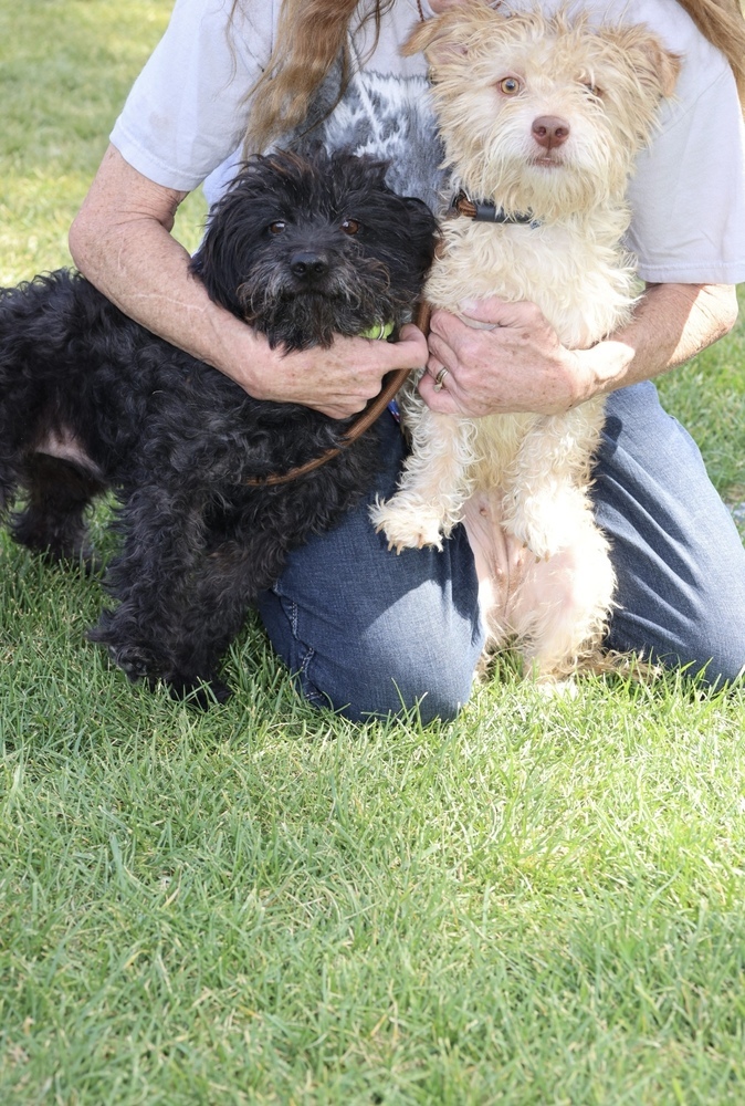 Pineapple (bonded with Pear), an adoptable Schnauzer, Terrier in Herriman, UT, 84096 | Photo Image 3
