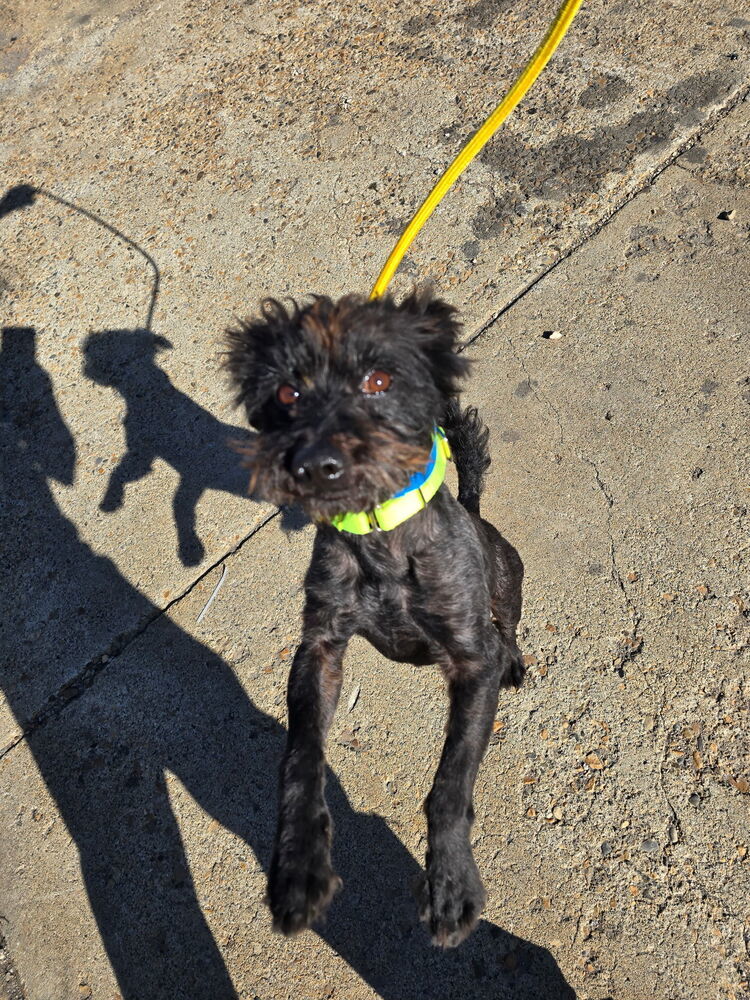 Pineapple (bonded with Pear), an adoptable Schnauzer, Terrier in Herriman, UT, 84096 | Photo Image 4