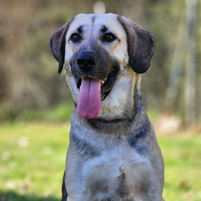 Dog for adoption - Samantha, an Anatolian Shepherd Mix in Montgomery ...