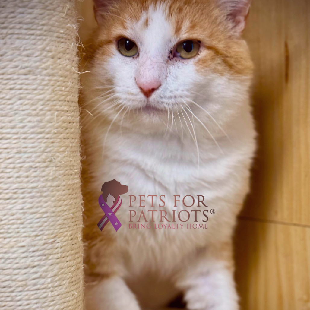 Eythan, an adoptable Domestic Short Hair in Pauls Valley, OK, 73075 | Photo Image 1