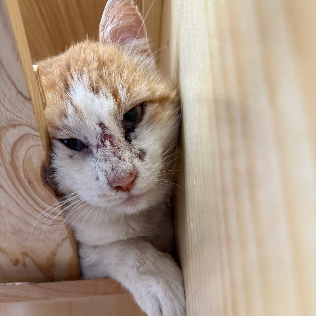 Eythan, an adoptable Domestic Short Hair in Pauls Valley, OK, 73075 | Photo Image 2
