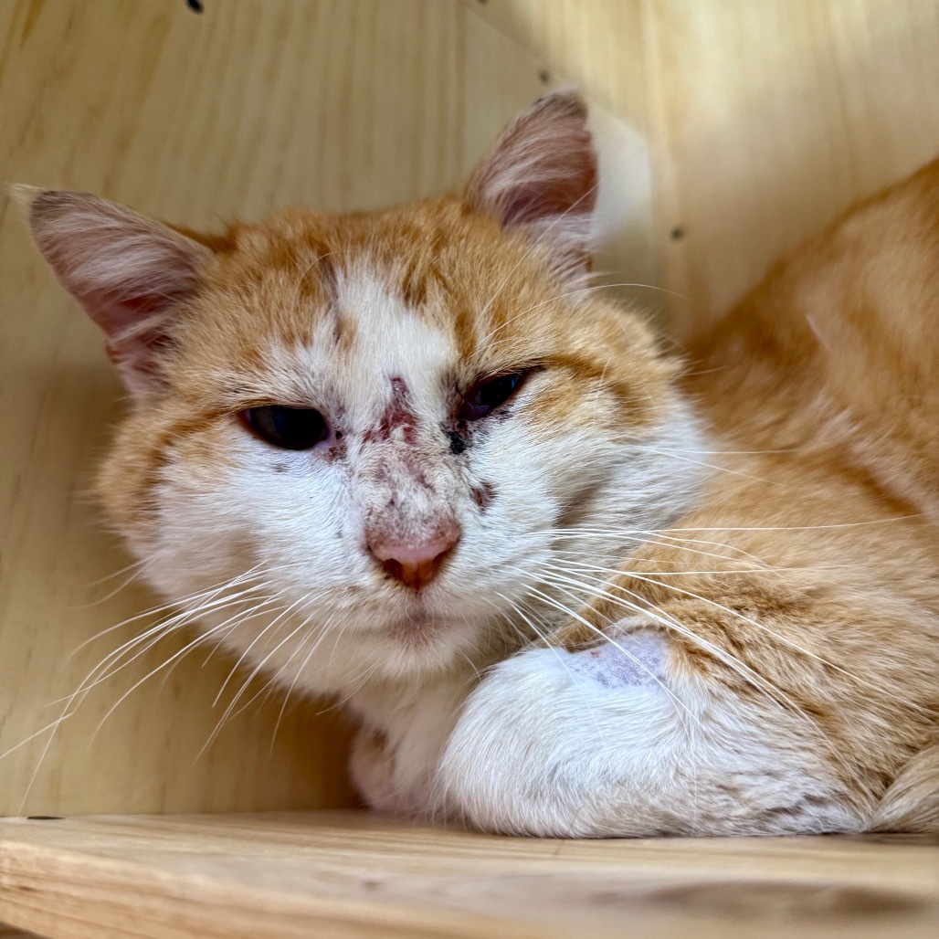 Eythan, an adoptable Domestic Short Hair in Pauls Valley, OK, 73075 | Photo Image 3