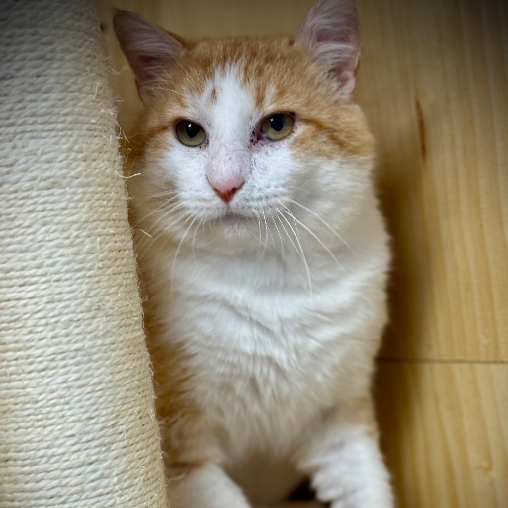 Eythan, an adoptable Domestic Short Hair in Pauls Valley, OK, 73075 | Photo Image 4