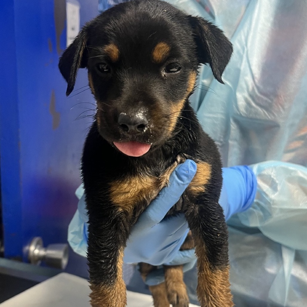 Icy Hot, an adoptable Mixed Breed in Wahiawa, HI, 96786 | Photo Image 1