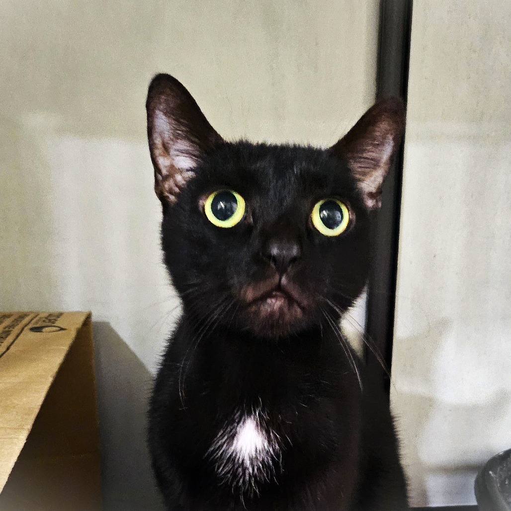 Bagheera, an adoptable Domestic Short Hair in Wahiawa, HI, 96786 | Photo Image 1