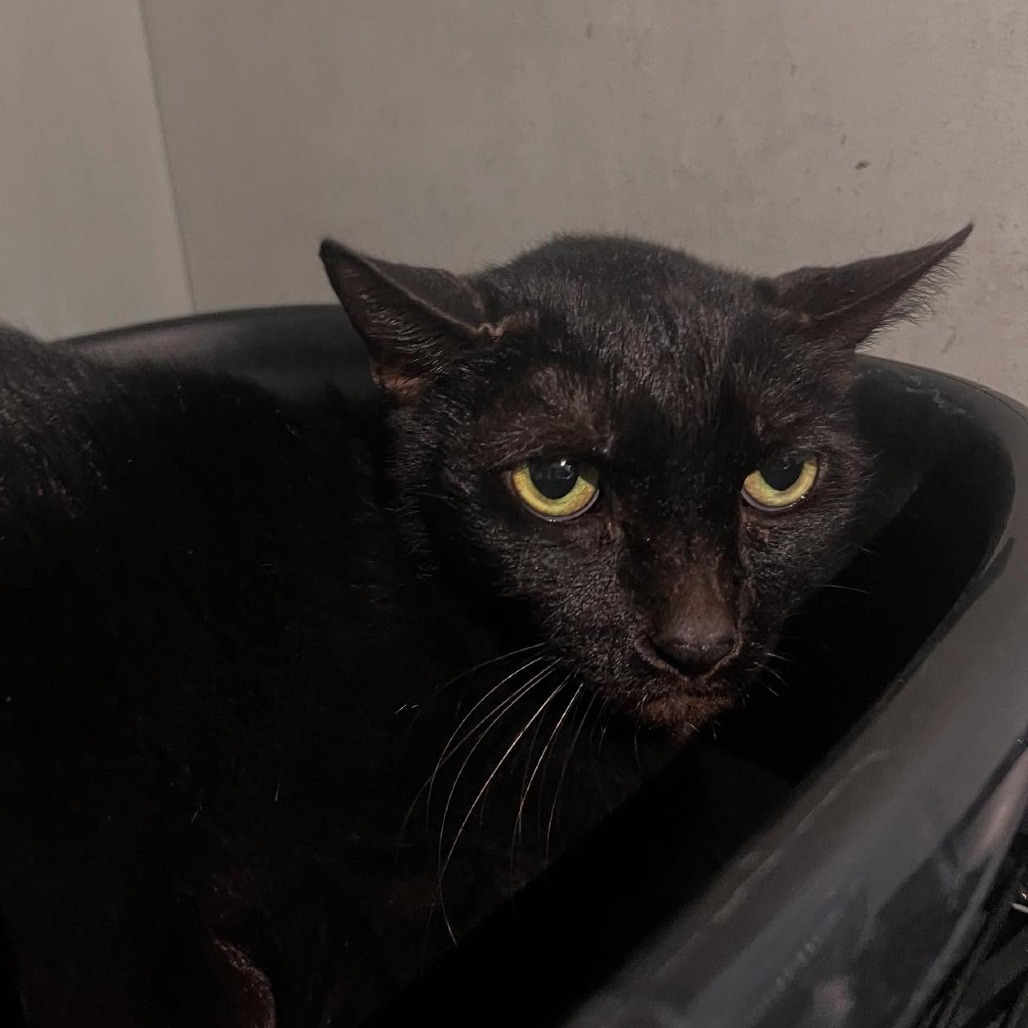 Bagheera, an adoptable Domestic Short Hair in Wahiawa, HI, 96786 | Photo Image 2