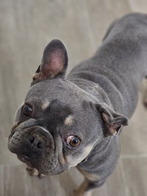 Holly, Adult Female unknown