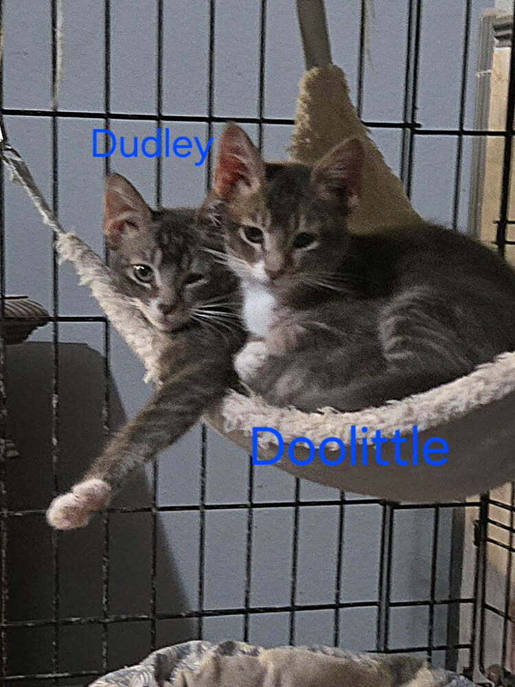 Dudley
