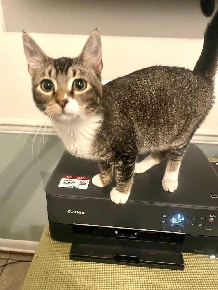 Gabby