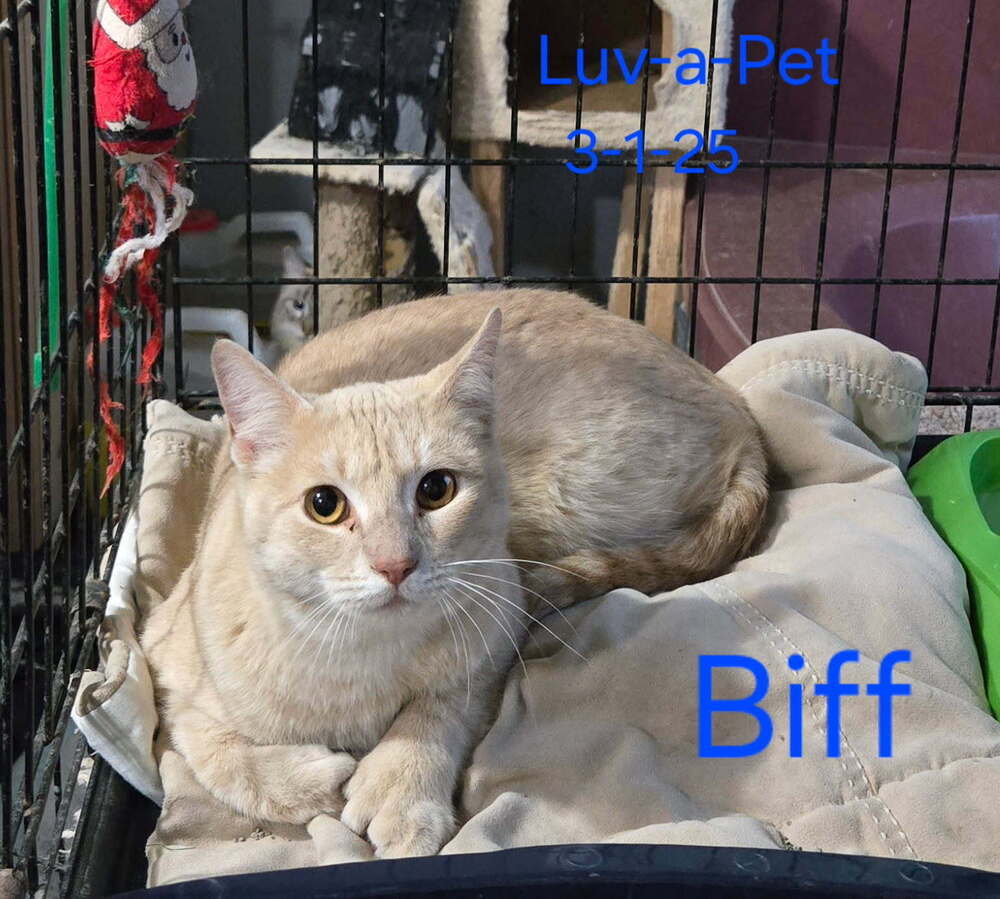 Biff