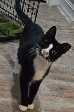 Pirate, Young Female Domestic Short Hair