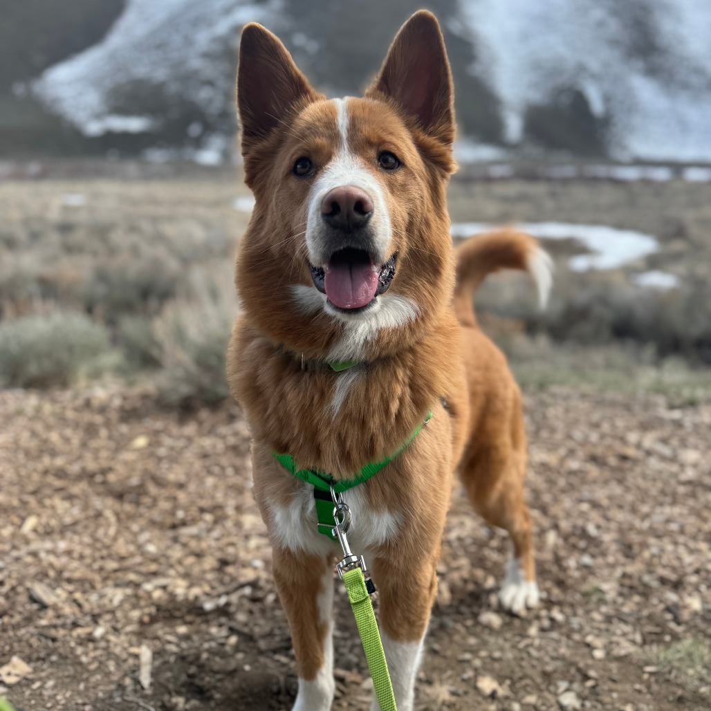 Canelo, an adoptable Mixed Breed in Hailey, ID, 83333 | Photo Image 1