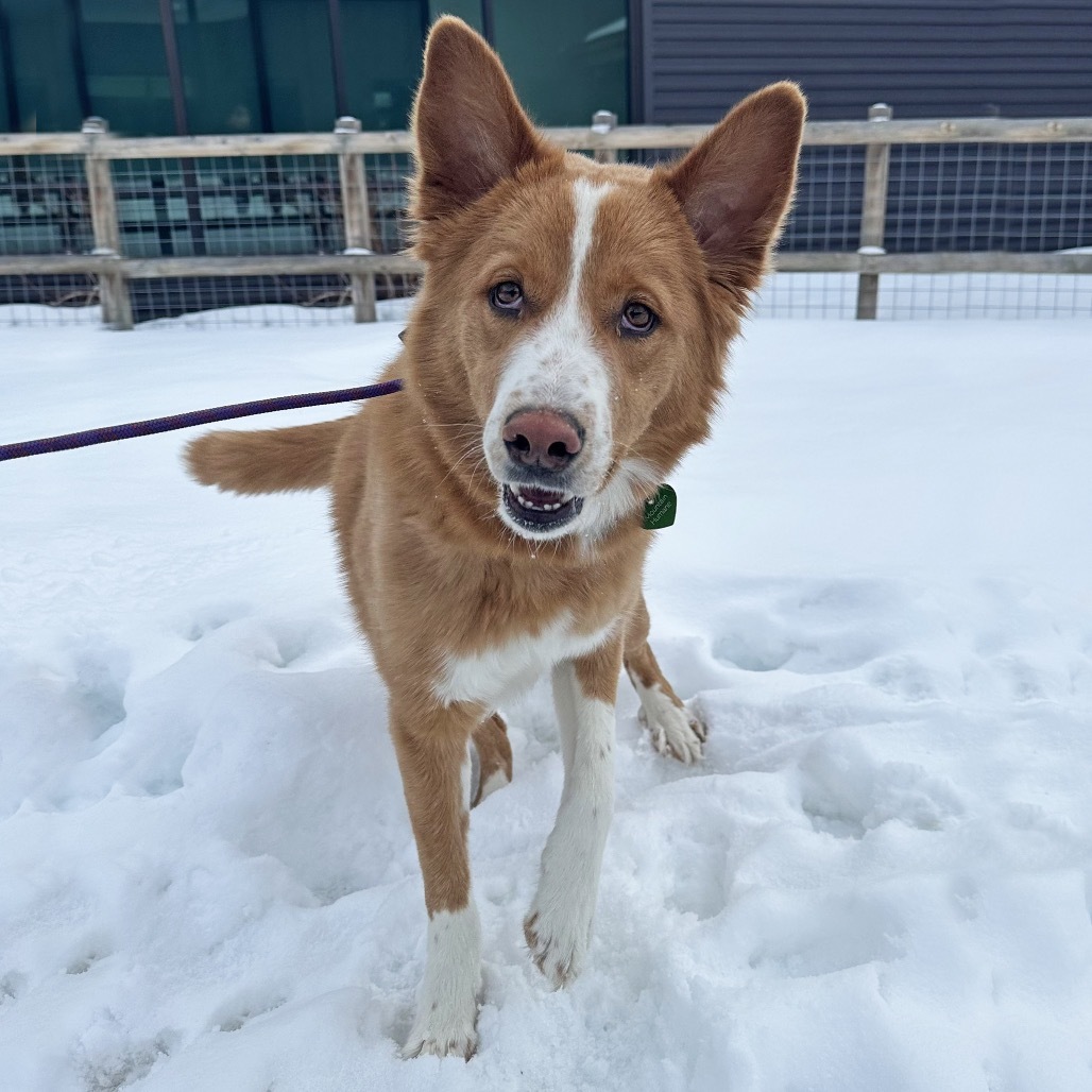 Canelo, an adoptable Mixed Breed in Hailey, ID, 83333 | Photo Image 2
