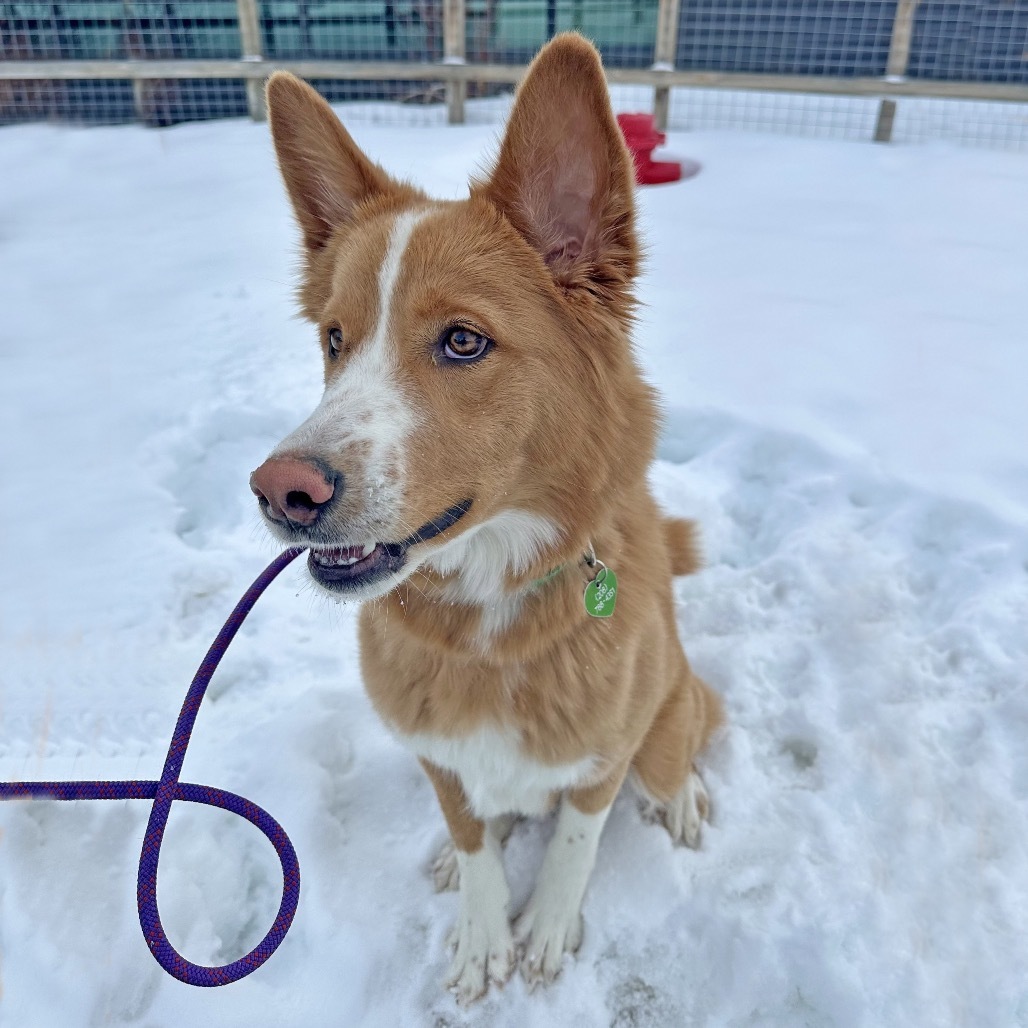 Canelo, an adoptable Mixed Breed in Hailey, ID, 83333 | Photo Image 3
