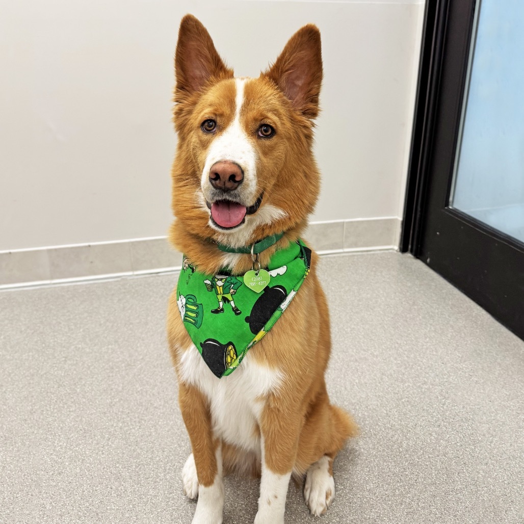 Canelo, an adoptable Mixed Breed in Hailey, ID, 83333 | Photo Image 4