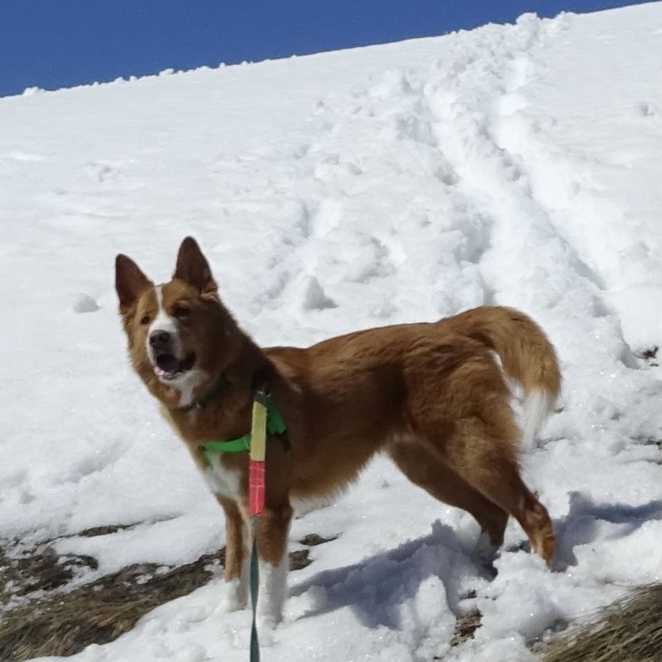 Canelo, an adoptable Mixed Breed in Hailey, ID, 83333 | Photo Image 5