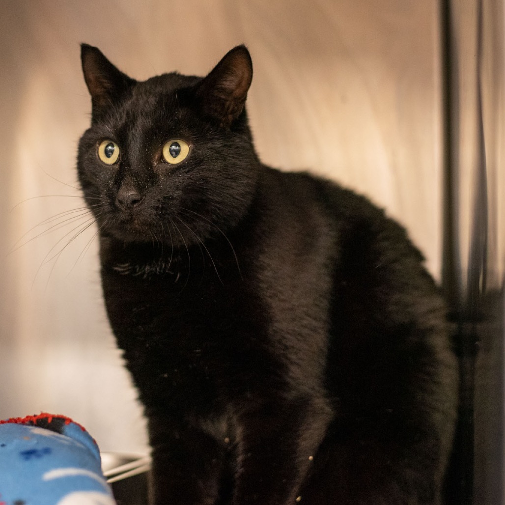 Ezra, an adoptable Domestic Short Hair in Idaho Falls, ID, 83402 | Photo Image 1