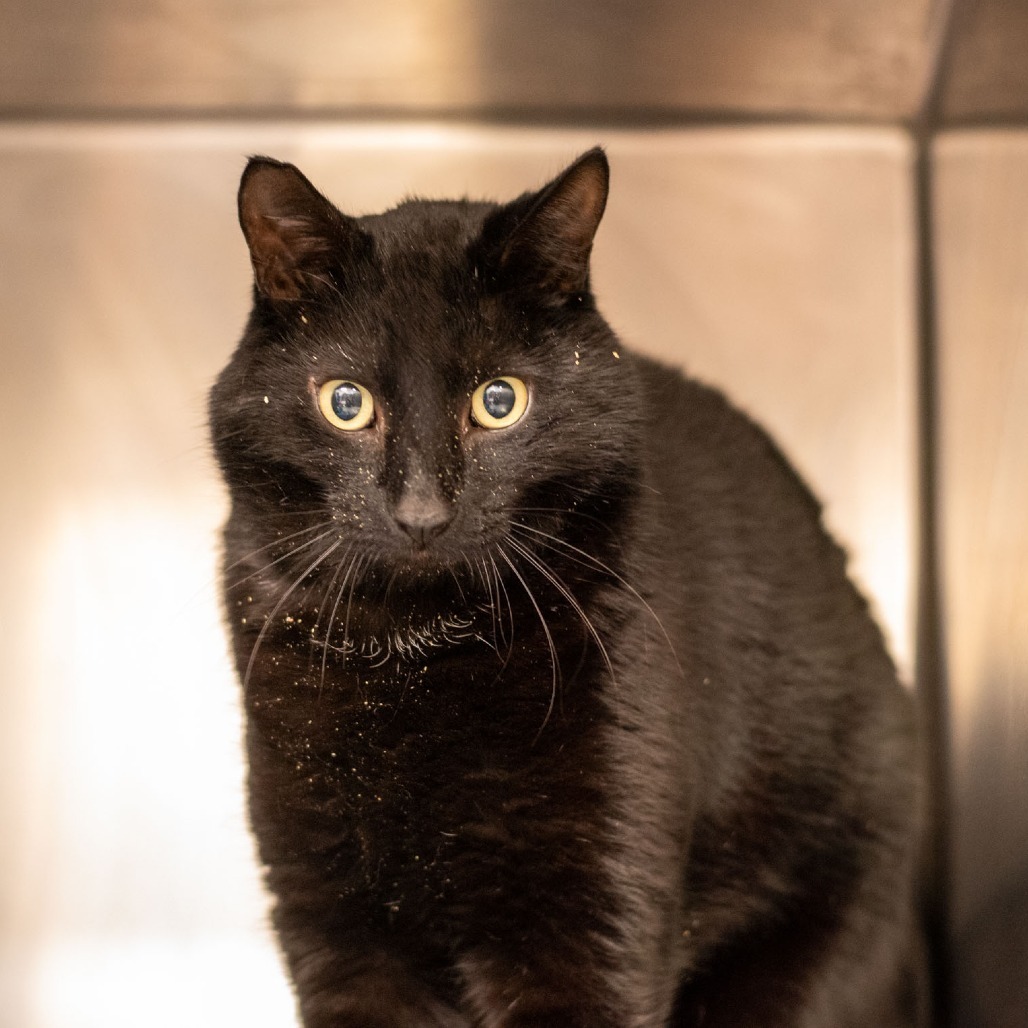 Ezra, an adoptable Domestic Short Hair in Idaho Falls, ID, 83402 | Photo Image 2