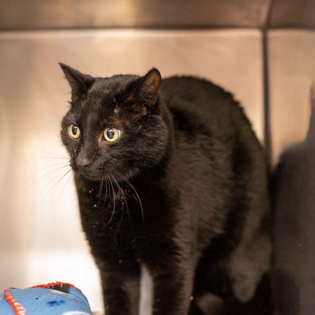 Ezra, an adoptable Domestic Short Hair in Idaho Falls, ID, 83402 | Photo Image 3