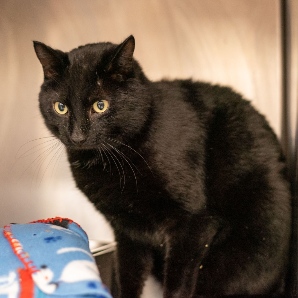 Ezra, an adoptable Domestic Short Hair in Idaho Falls, ID, 83402 | Photo Image 4