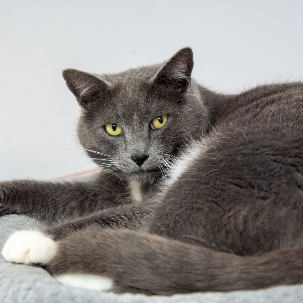Puddin', an adoptable Domestic Short Hair in Idaho Falls, ID, 83402 | Photo Image 1