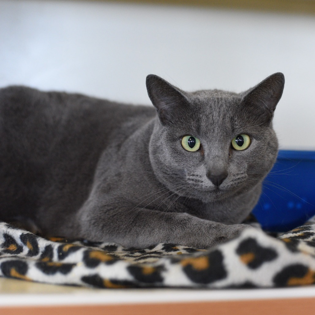 Esther, an adoptable Domestic Short Hair in Idaho Falls, ID, 83402 | Photo Image 1