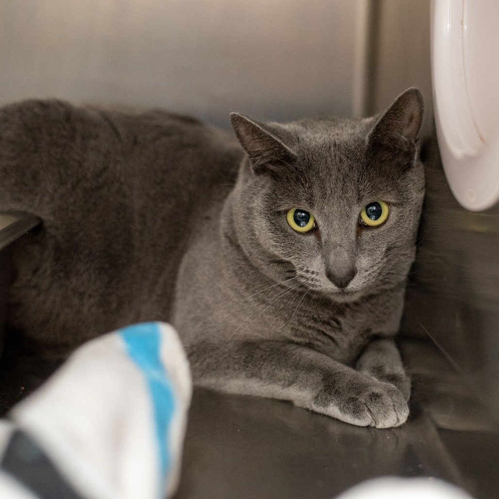 Esther, an adoptable Domestic Short Hair in Idaho Falls, ID, 83402 | Photo Image 2