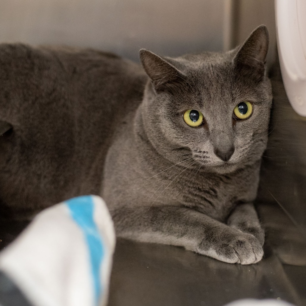 Esther, an adoptable Domestic Short Hair in Idaho Falls, ID, 83402 | Photo Image 3