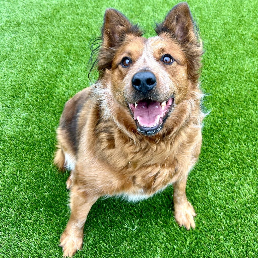 Rooster, an adoptable Cattle Dog in Idaho Falls, ID, 83402 | Photo Image 1