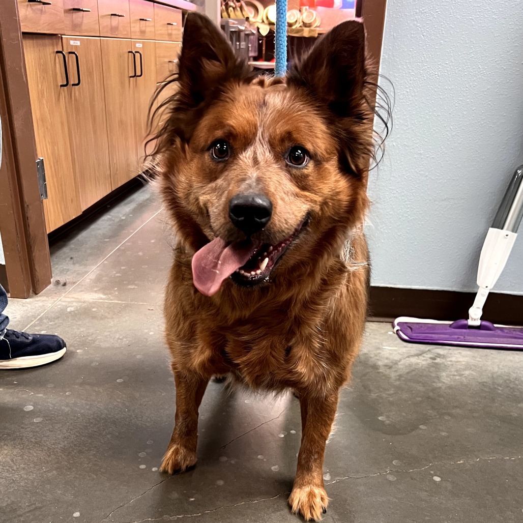 Rooster, an adoptable Cattle Dog in Idaho Falls, ID, 83402 | Photo Image 2