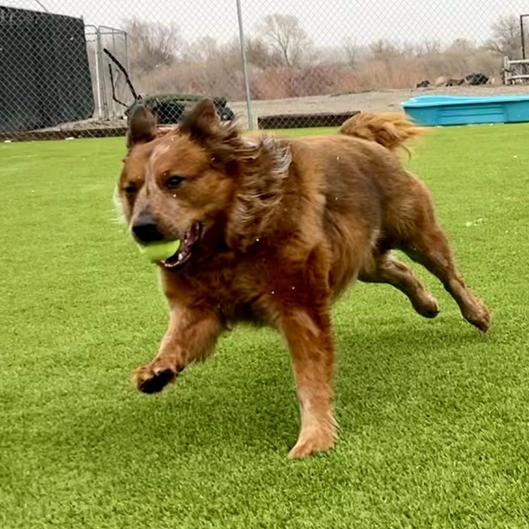Rooster, an adoptable Cattle Dog in Idaho Falls, ID, 83402 | Photo Image 3