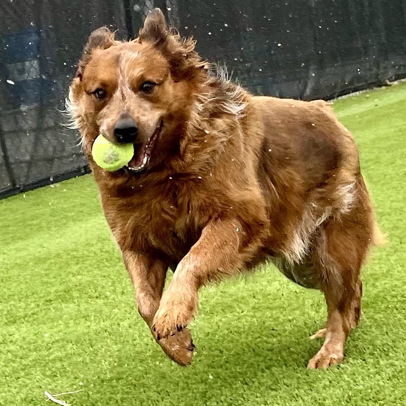 Rooster, an adoptable Cattle Dog in Idaho Falls, ID, 83402 | Photo Image 4